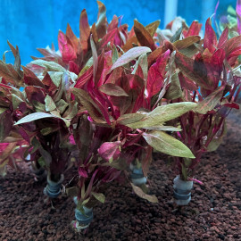 Alternanthera reineckii mini en bouquet