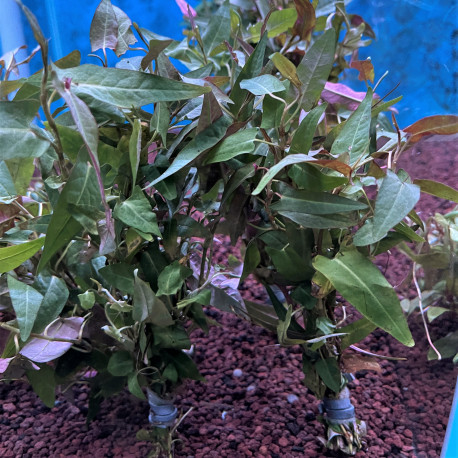 Persicaria praetermissa en bouquet