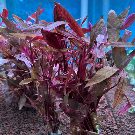 Alternanthera rosenervig en bouquet