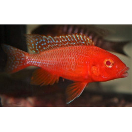 Aulonocara sp. fire fish albinos "red eyes"  4-5 cm