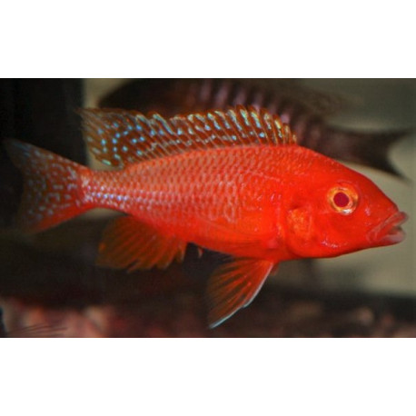 Aulonocara sp. fire fish albinos "red eyes"  4-5 cm