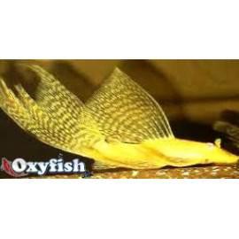 Ancistrus gold long fin - Ancistrus doré voilé  5-6 cm