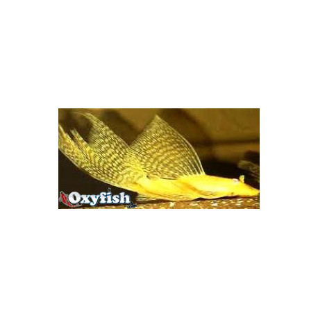 Ancistrus gold long fin - Ancistrus doré voilé  5-6 cm