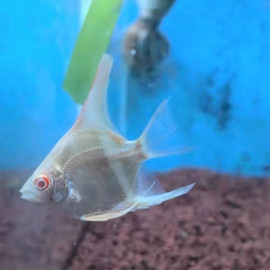 Pterophyllum Scalare - Scalaire Peru Altum albino 3-4 cm