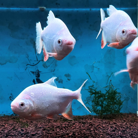 Colossoma bidens red Pacu albino "Piranha rouge albinos"   15.00 cm