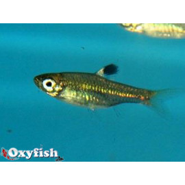 Rasbora dorsiocellata - Rasbora aux yeux verts  2.00 cm