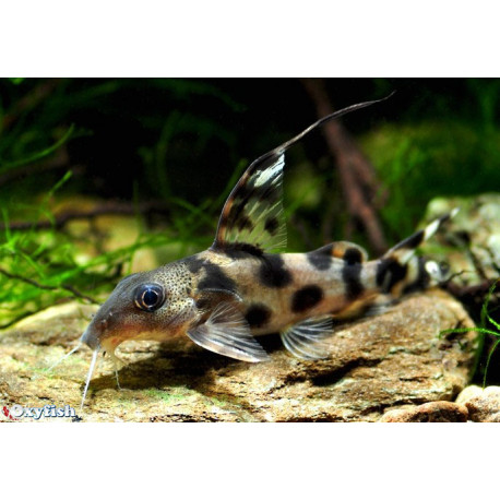 Synodontis decorus - Synodontis à tâches 2.5-3 cm