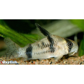 Corydoras reynoldsi 3-3.5 cm