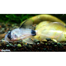 Corydoras panda voilé  2.50 cm