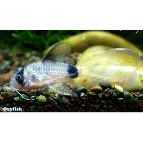 Corydoras panda voilé  2.50 cm