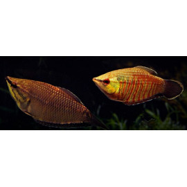 Sphaerichthys vaillanti - Gourami chocolat samouraï 3-3.5 cm