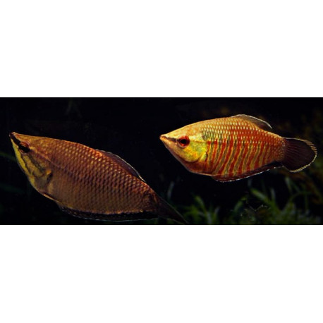 Sphaerichthys vaillanti - Gourami chocolat samouraï 3-3.5 cm