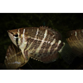 Sphaerichthys selataenensis "thin-barred" - Gourami chocolat  2.50 cm