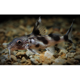 Synodontis valentiana 2.50 cm