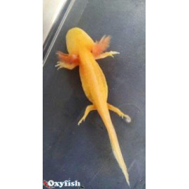 Axolotl gold pearl 6.00 cm yeux rouges ambystoma mexicanum elevage