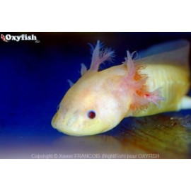 Axolotl leucistique blanc rose yeux noirs 8-10 cm Elevage