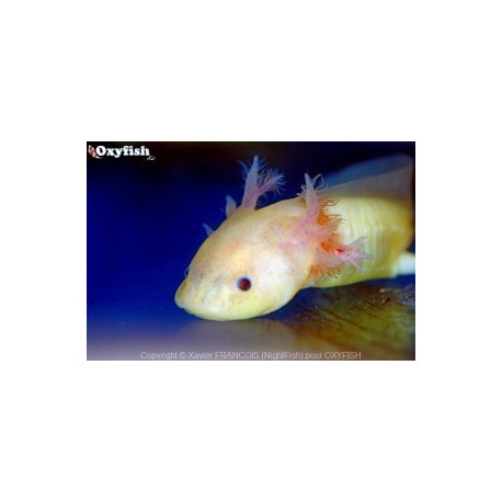 Axolotl leucistique blanc rose yeux noirs 8-10 cm Elevage