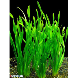 Vallisneria spiralis en bouquet