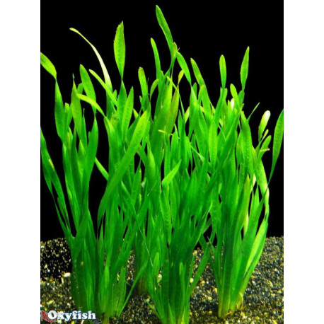 Vallisneria spiralis en bouquet