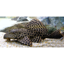 Hypostomus plecostomus  7-8 cm