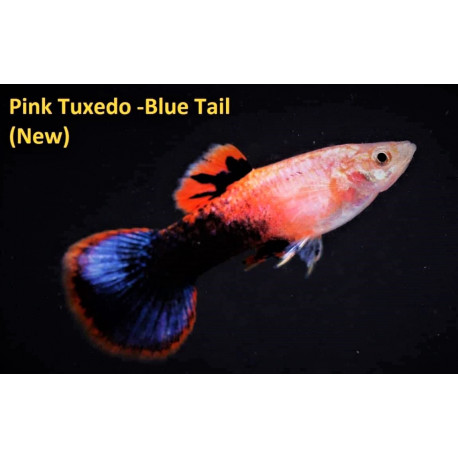 Poecilia reticulata - Guppy mâle rose tuxedo 3.50 cm