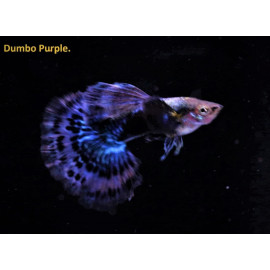 Poecilia reticulata - Guppy mâle dumbo purple mosaïque 3.00 cm