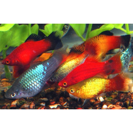 Xiphophorus maculatus - Platy en assortiment  4-5 cm