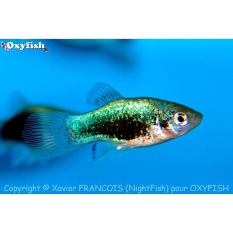 Xiphophorus maculatus - Platy bleu tuxedo 3.5-4 cm