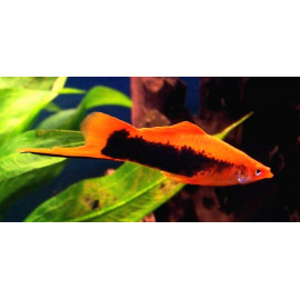 Xiphophorus helleri - Xipho rouge tuxedo 5.00 cm