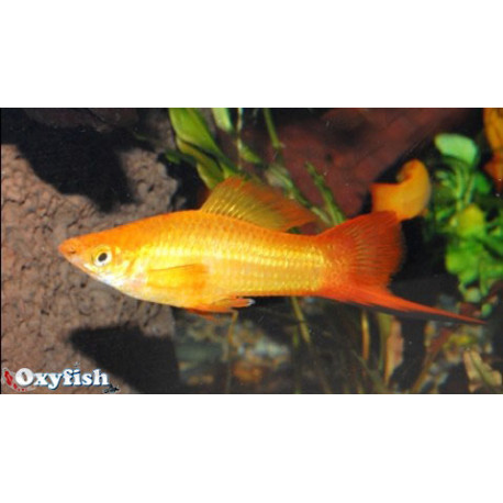 Xiphophorus helleri - Xipho sunset  4.5-5 cm