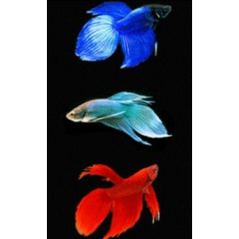 Betta splendens - Combattant mâle  5.00 cm