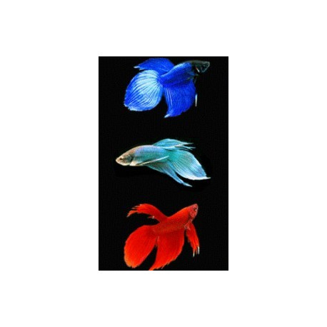 Betta splendens - Combattant mâle  5.00 cm