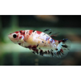 Betta plakat - Combattant plakat femelle fancy  3.00 cm