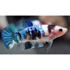 Betta plakat - Combattant plakat femelle fancy  3.00 cm