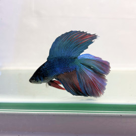 Betta splendens - Combattant mâle double queue  5-6 cm