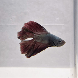 Betta splendens - Combattant mâle double queue  5-6 cm