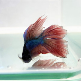 Betta splendens - Combattant mâle double queue  5-6 cm