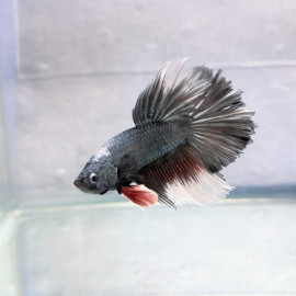 Betta splendens - Combattant mâle halfmoon "rose tail"  5.00 cm