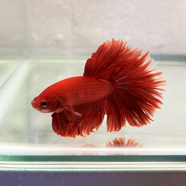 Betta splendens - Combattant mâle halfmoon "rose tail"  5.00 cm