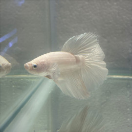 Betta splendens - Combattant mâle dumbo halfmoon platinium  5.00 cm