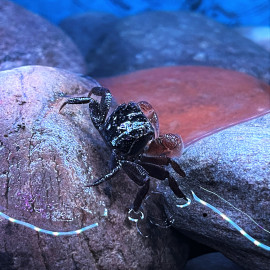 Pseudosesarma moeshi - Crabe araignée  5.00 cm