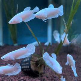 Betta splendens - Combattant femelle dumbo halfmoon platinium  3.50 cm