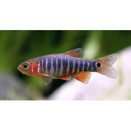 Microrasbora Rasbora...