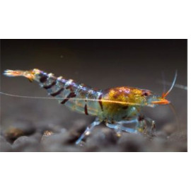 Neocaridina heteropoda red tiger - Crevette rouge tigre 1.5-1.8 cm