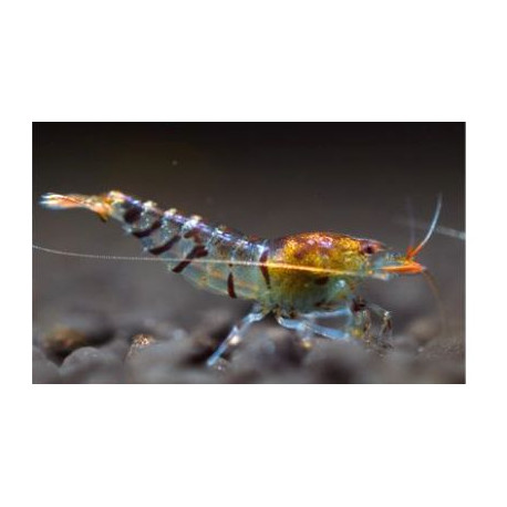 Neocaridina heteropoda red tiger - Crevette rouge tigre 1.5-1.8 cm