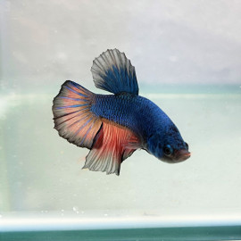 Betta plakat - Combattant plakat mâle dragon  4.50 cm