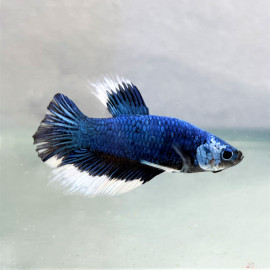 Betta plakat - Combattant plakat mâle dragon  4.50 cm