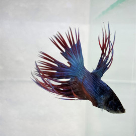 Betta Crowntail - Combattant mâle peigne GRADE AA  6.00 cm