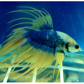 Betta Crowntail - Combattant mâle peigne GRADE AA  6.00 cm