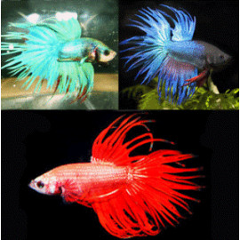 Betta Crowntail - Combattant mâle peigne GRADE AA  6.00 cm